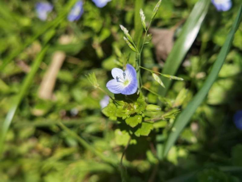 destacada Veronica persica