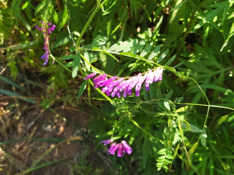 destacada Vicia dasycarpa