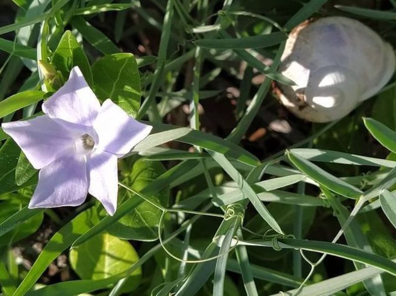 destacada Vinca difformis difformis
