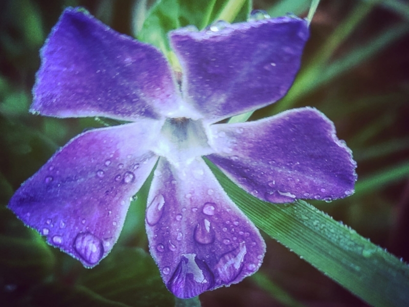 destacada Vinca major major