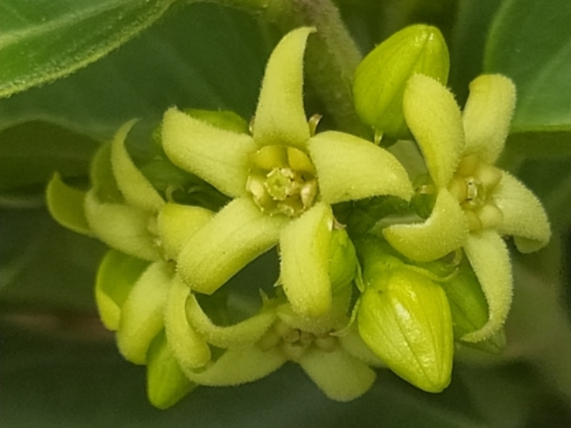 destacada Vincetoxicum hirundinaria