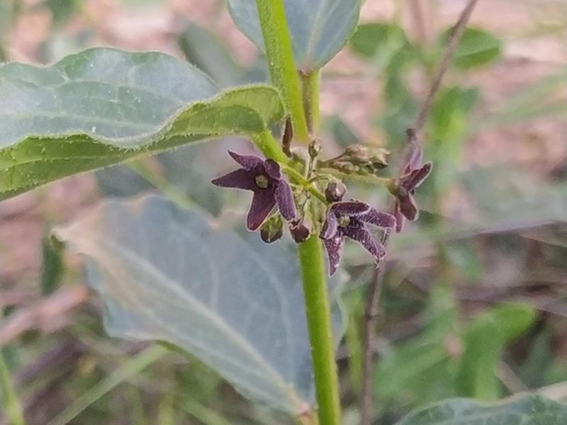 destacada Vincetoxicum nigrum