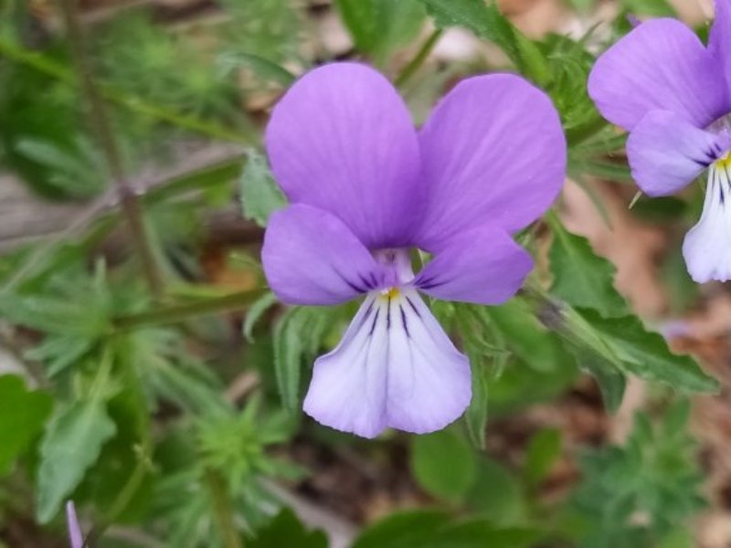 destacada Viola bubanii