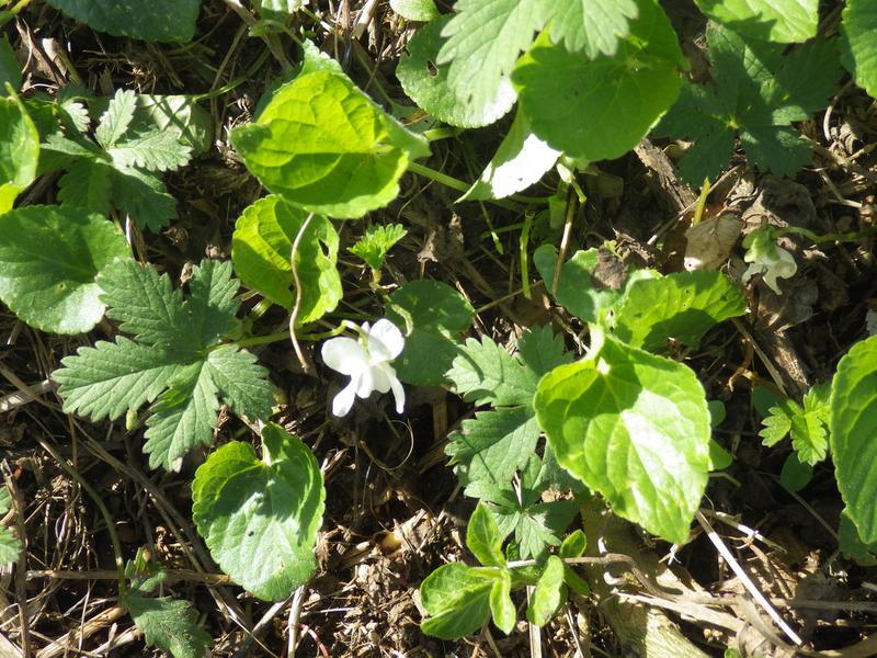 destacada Viola suavis