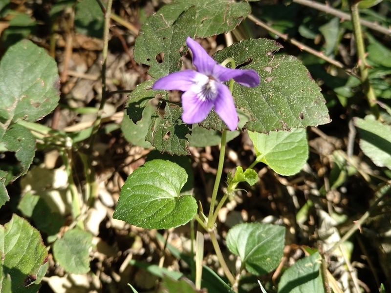 destacada Viola sylvestris