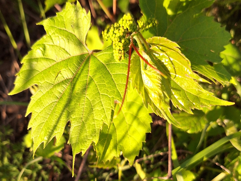 destacada Vitis riparia