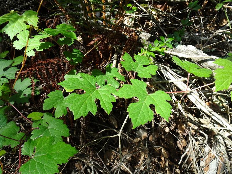 destacada Vitis vinifera