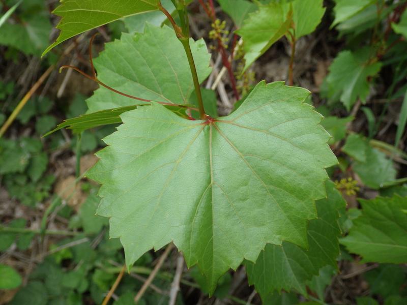 destacada Vitis ×instabilis