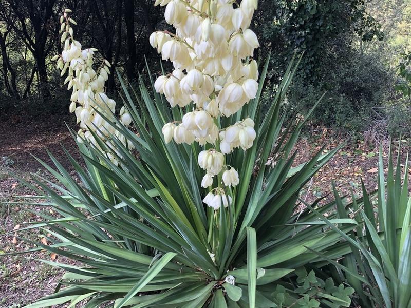 destacada Yucca gloriosa