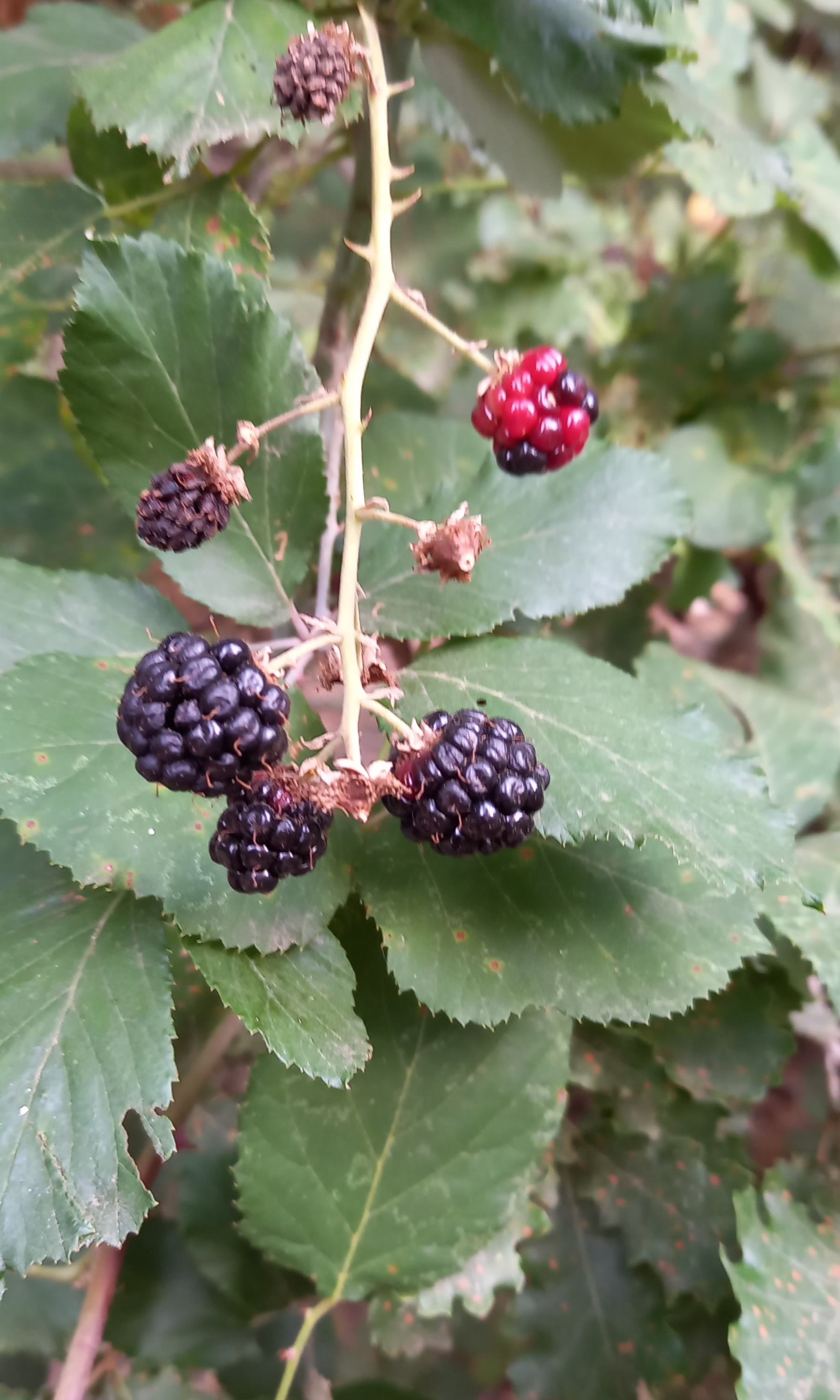 mermelada de mores Neus Julia mermelada de mores Neus Julia