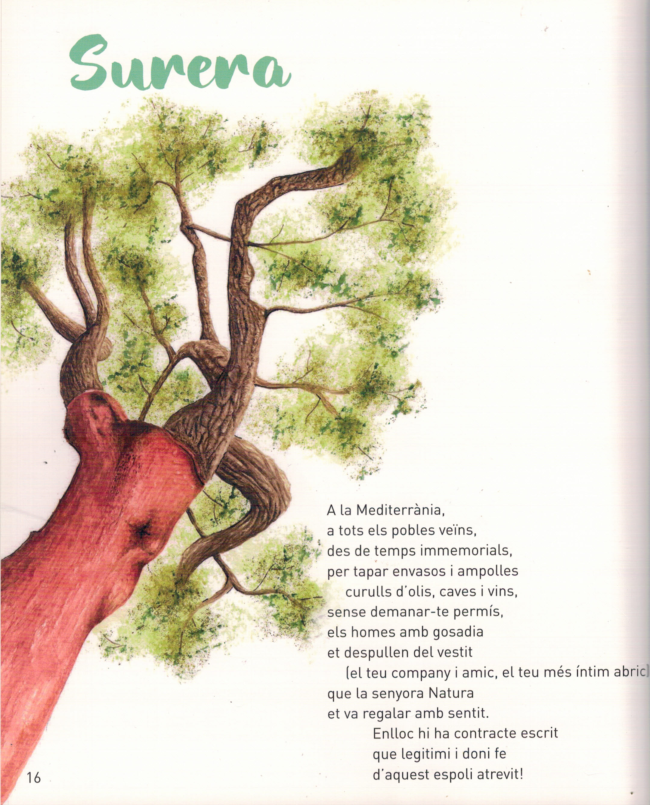 surera Cinta Riera surera Cinta Riera